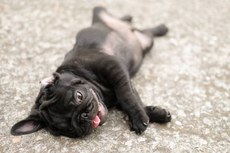 heat stroke symptom of pug dog