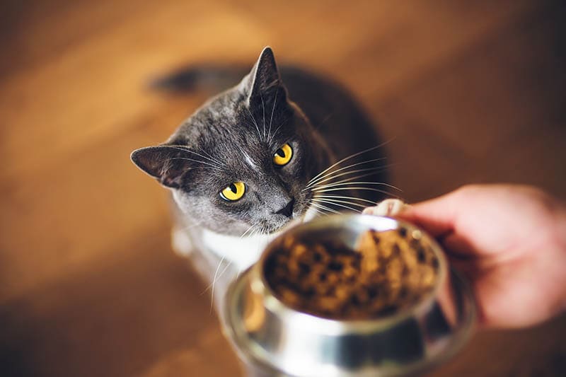 hungry cat waiting for food