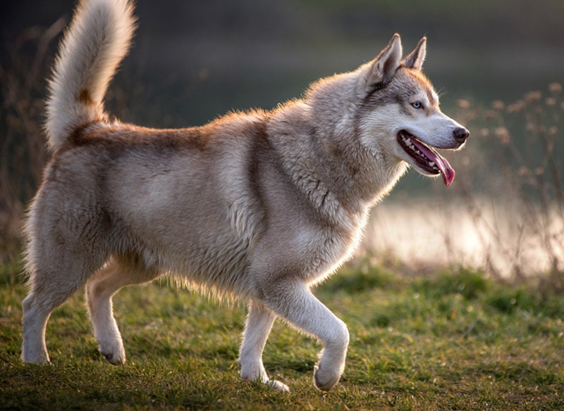 husky dog with raised huckles