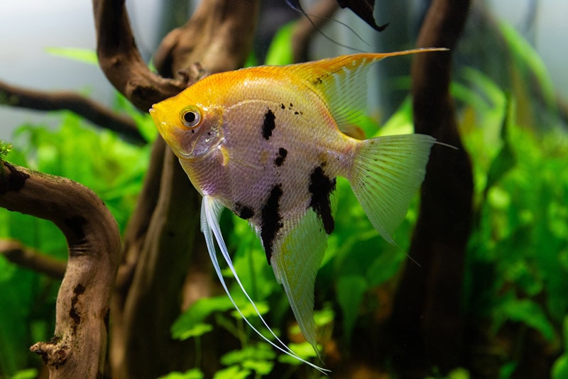 koi angelfish in aquarium