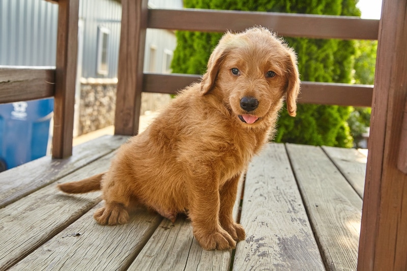 labradoodle puppy sitting