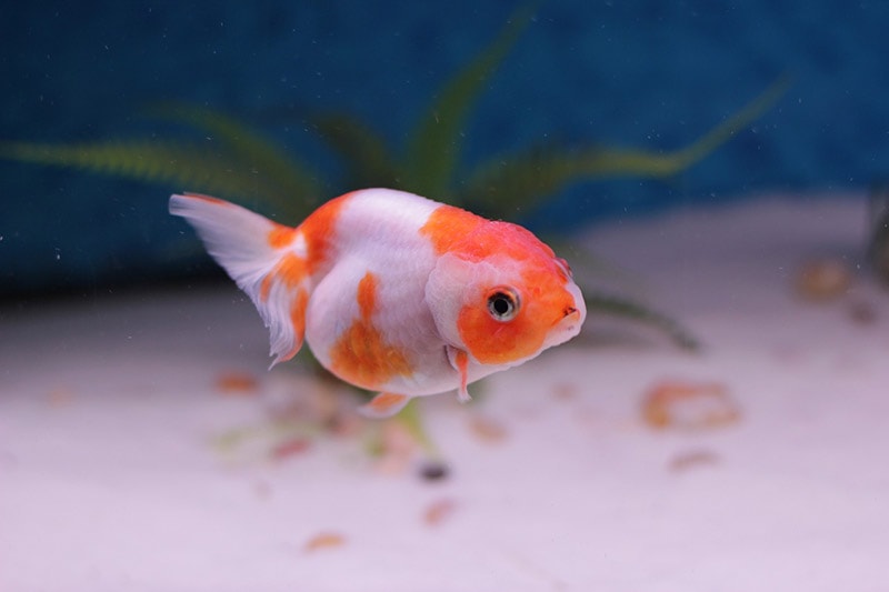 lionhead goldfish turning white