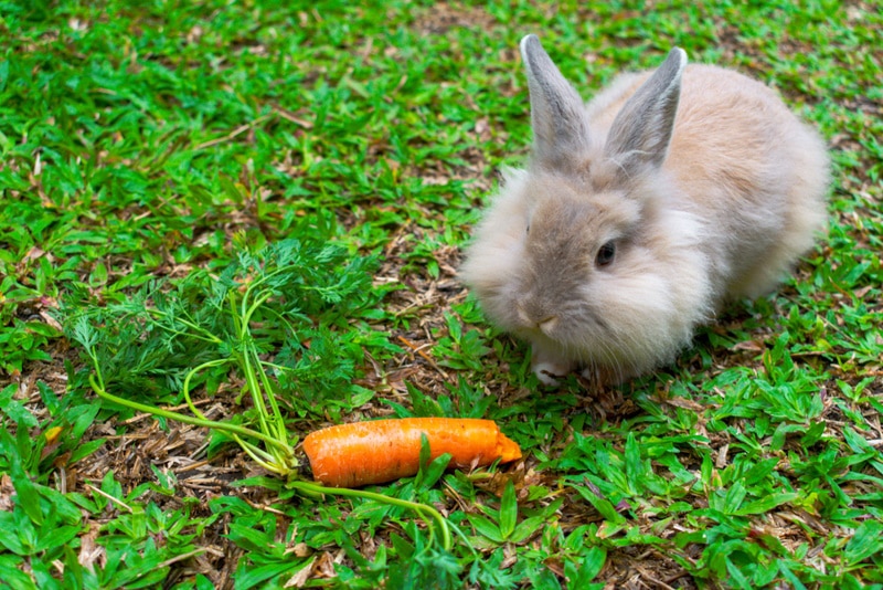 lionhead rabbit eating carrots