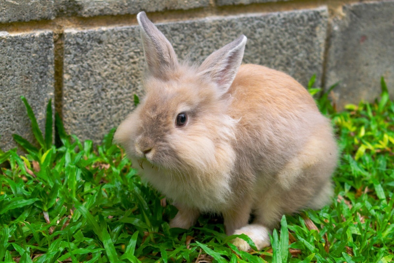 lionhead rabbit on the grass