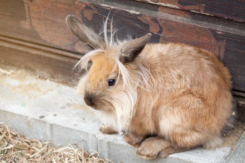 lionhead rabbit resting