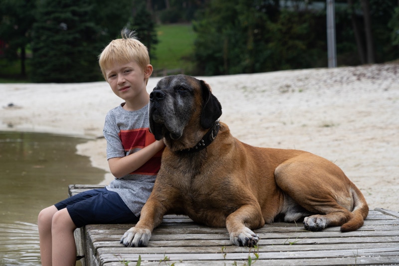 little boy with english mastiff sitting