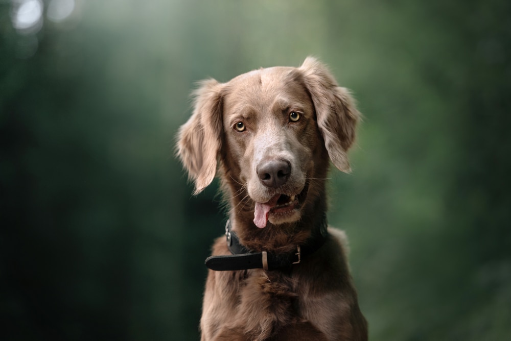 long haired weimaraner dog portrait