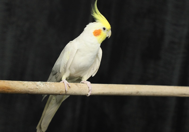 lutino cockatiel bird perching in a cage