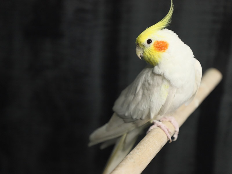 lutino cockatiel bird perching on a stick