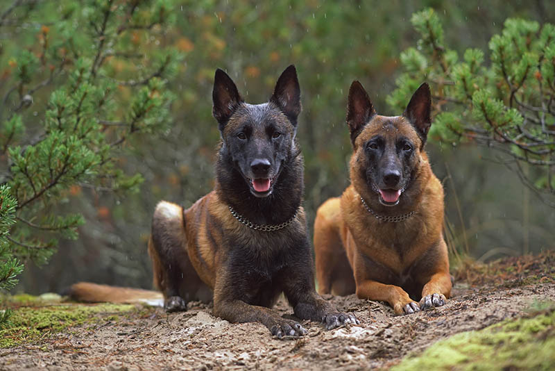 male and female belgian malinois