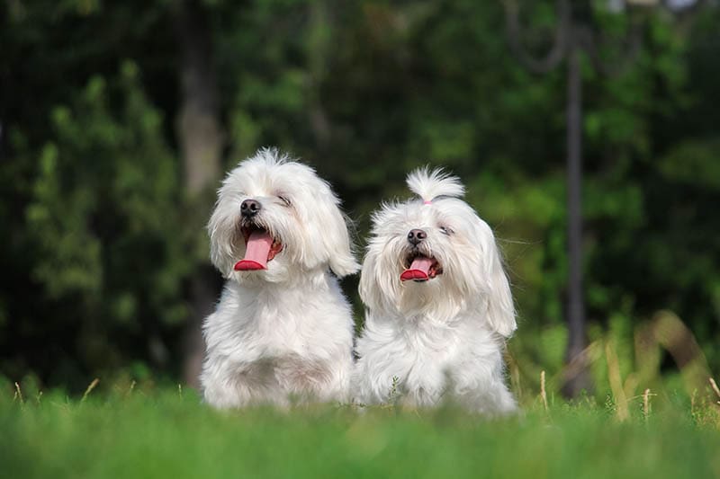 male and female maltese dogs