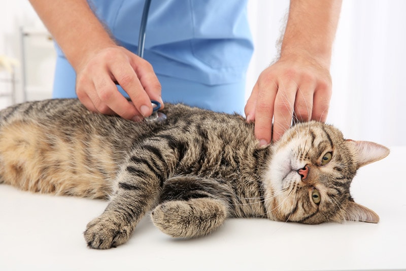 male vet examining a cat with stethoscope in clinic