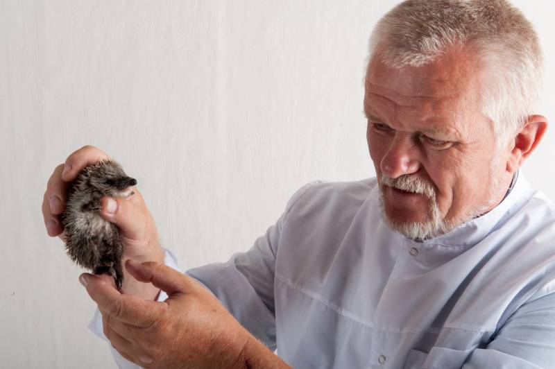 male veterinarian examines newly born hedgehog