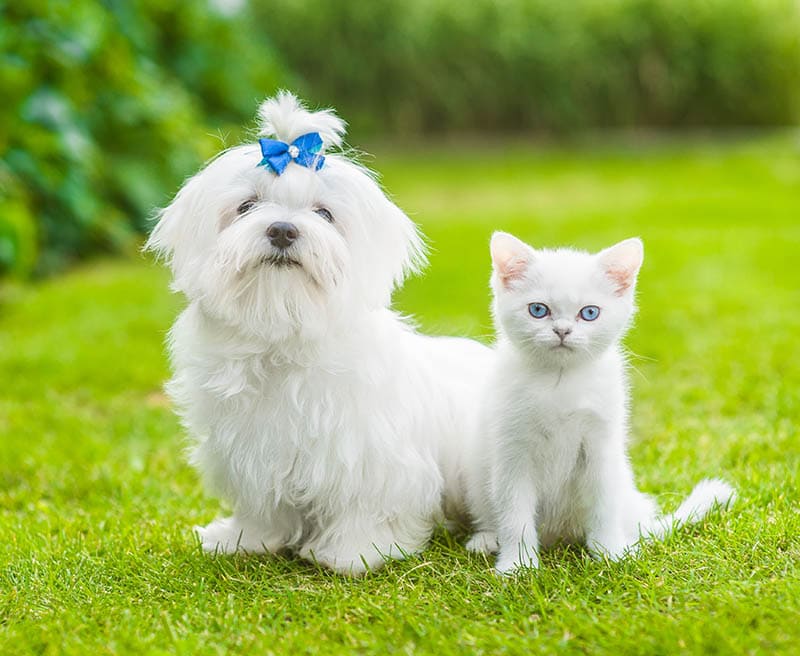 maltese and white chinchilla kitten sitting on the grass