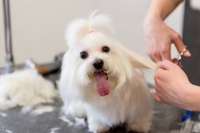 maltese dog being groomed