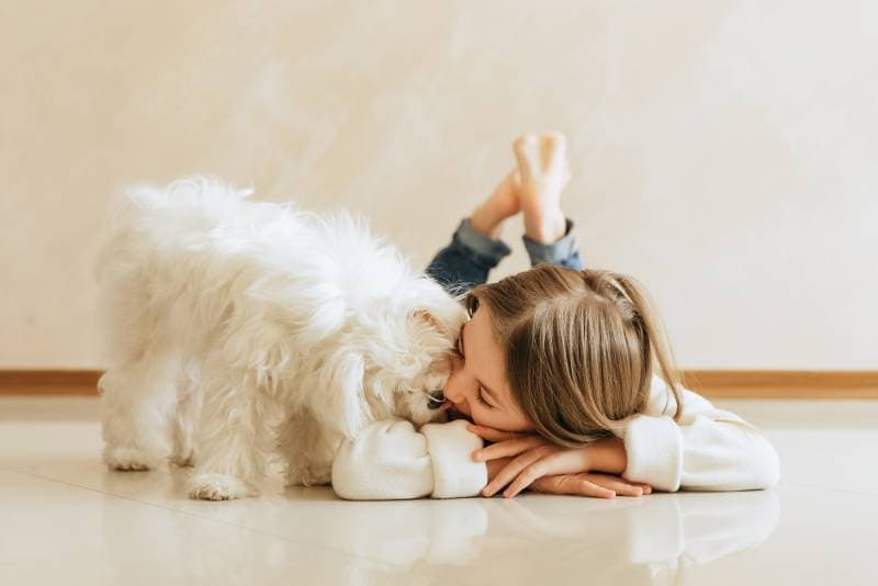 maltese-dog-licking-the-little-girl