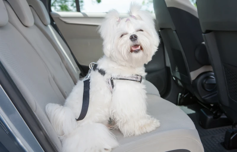 maltese dog sitting in the back seat of a car