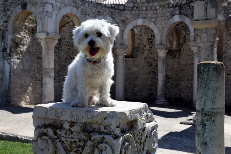 maltese dog sitting