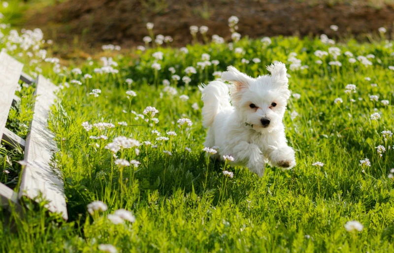 maltese puppy running across a field with white flowers