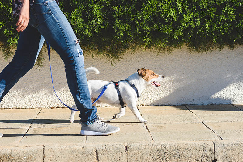 man walking side by side with a jack russell terrier