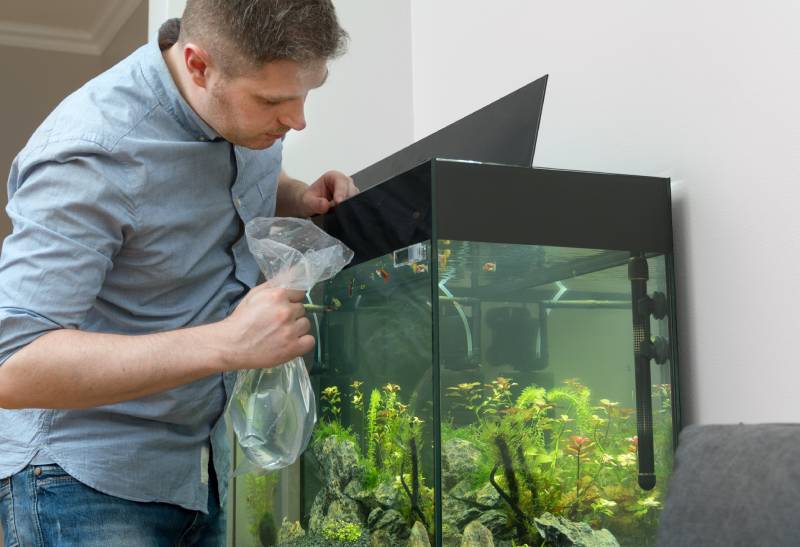 man with new fishes near the aquarium