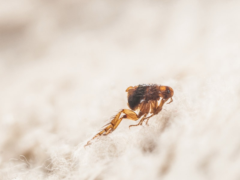 microscopic photo of dog flea