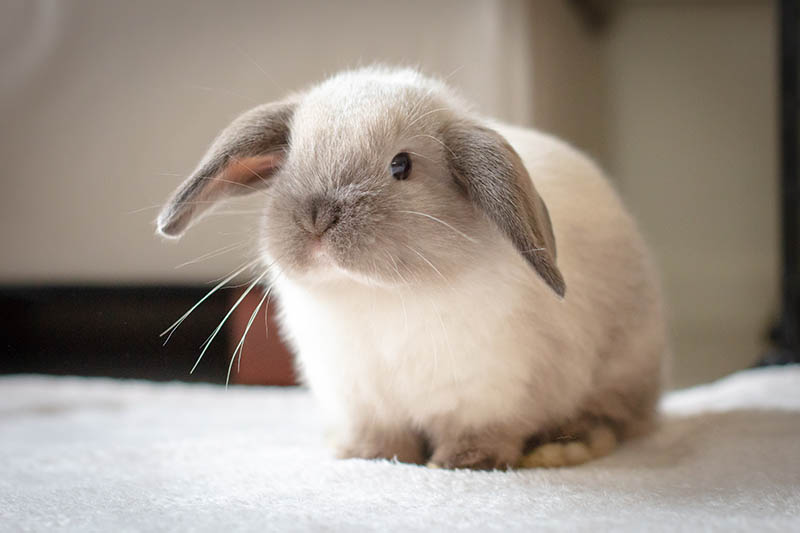 Mini Lop rabbit at home