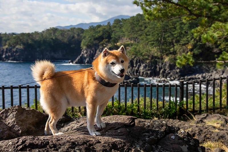 mini shiba inu standing on a rock