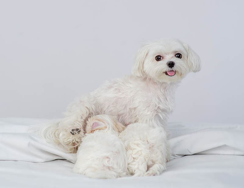 mother maltese dog feeding her puppies