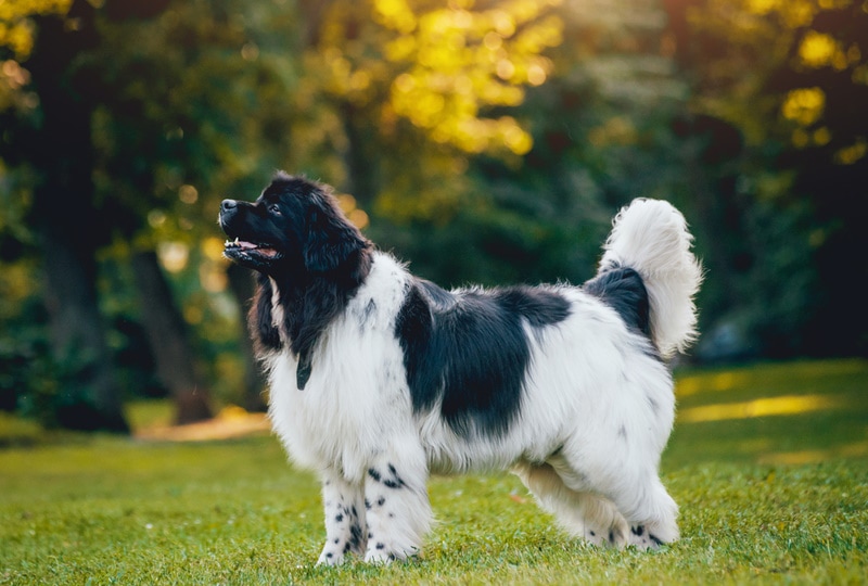 newfoundland dog on the grass