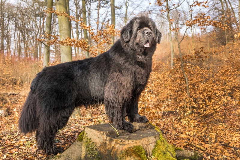 newfoundland dog outdoor