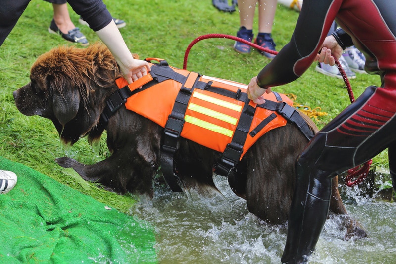 newfoundland dog training