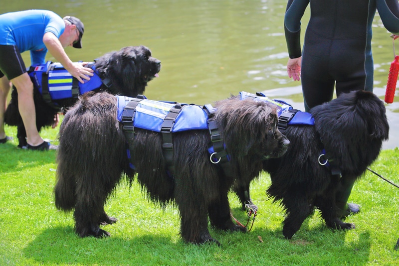newfoundlanddog rescue training