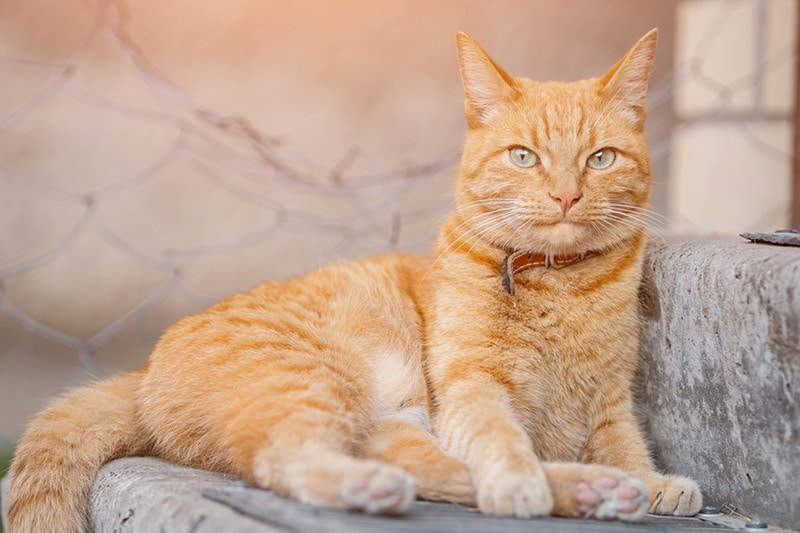 orange cat with red leather collar lying outdoor