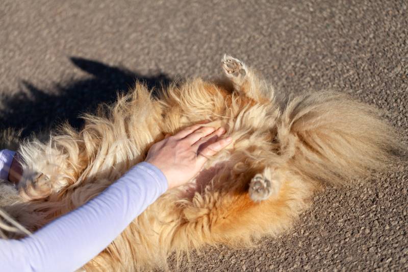 owner checking her dog