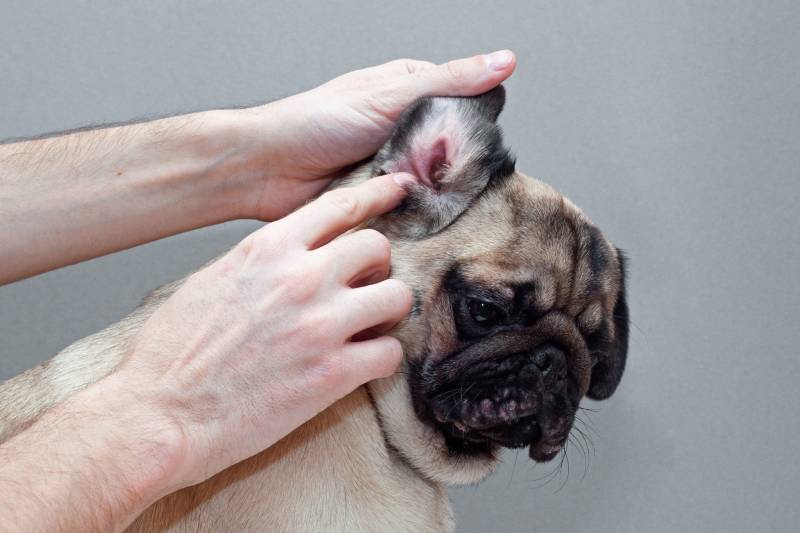 owner checking pug dog with ear infection