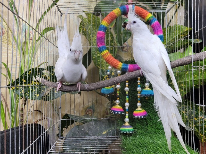 pair of white cockatiels in cage