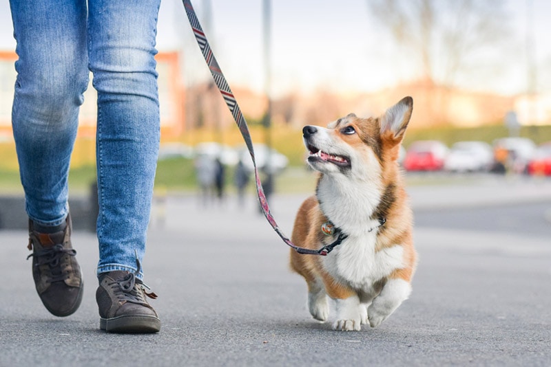 pembroke welsh corgi dog walking on a leash with owner