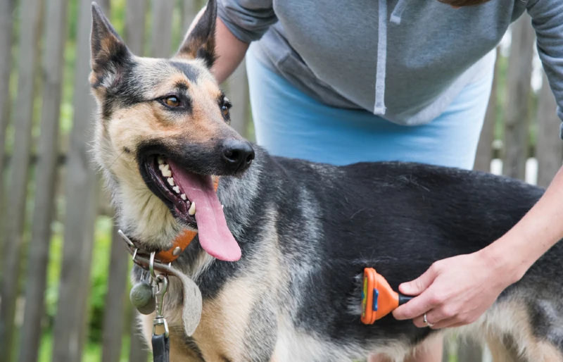 person grooming a german shepherd