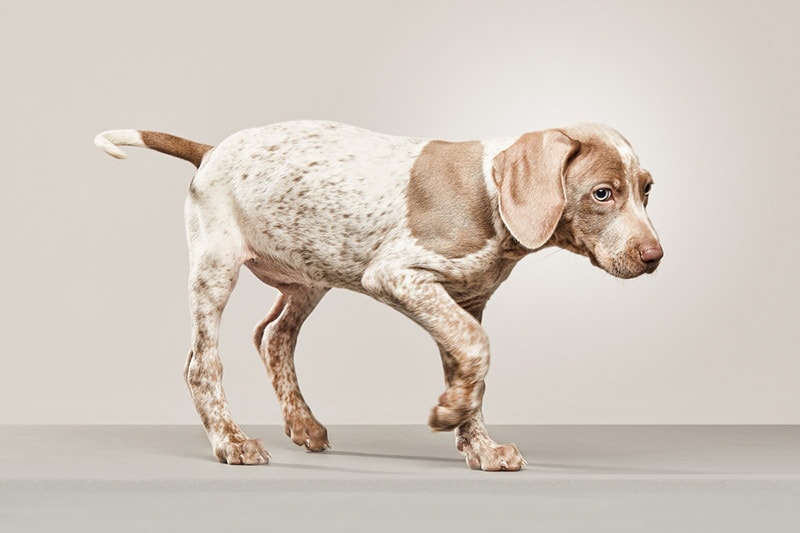 piebald weimaraner puppy