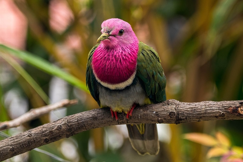 5 Cute Pink Pet Bird Species (With Info & Pictures) Hepper