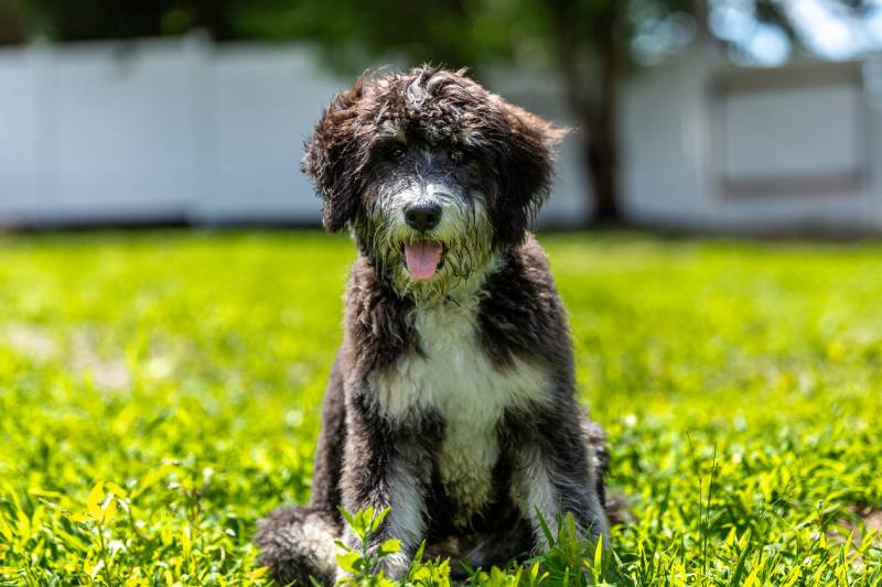 portrait of a bernedoodle puppy