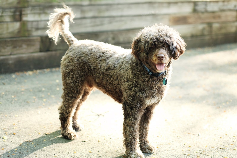 portuguese water dog standing outdoor