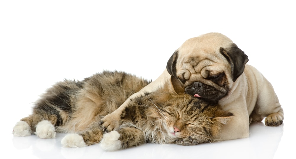 Pug puppy and cat