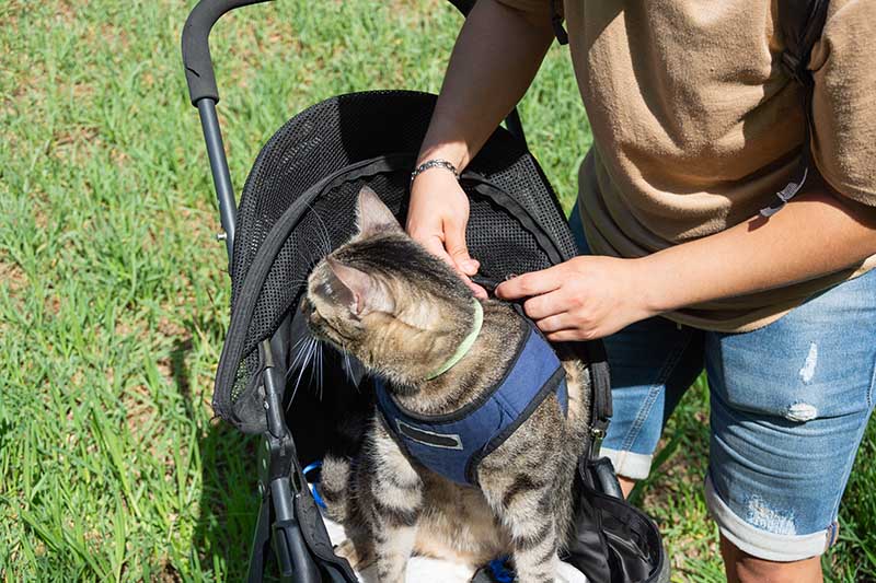 putting cat harness on a cat