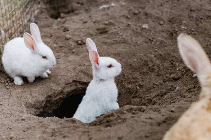 rabbit digging a hole