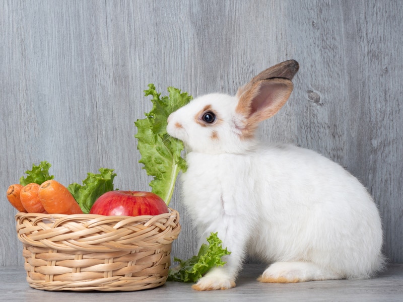 How Much Food Should a Rabbit Eat Vet Approved Options Feeding Tips Hepper
