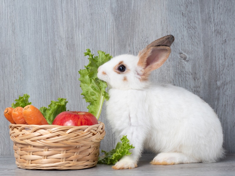 rabbit eating leafy greens