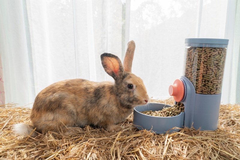 rabbit eating pellets