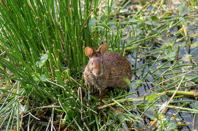 rabbit in the swamp